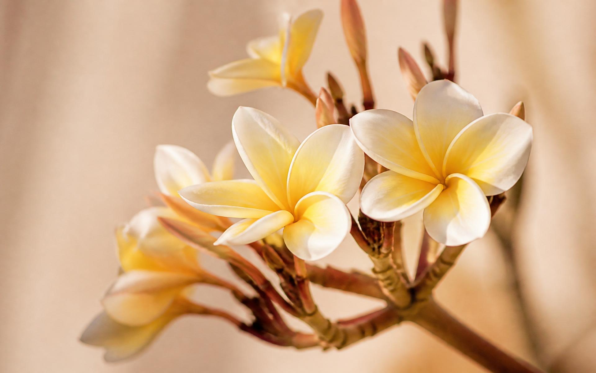 White and yellow plumeria blossoms in warm sunlight